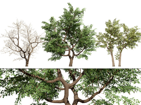 South African Senegalia Nigrescens 3D Model