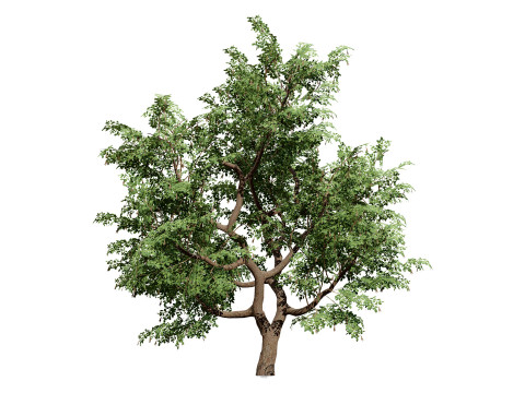 South African Senegalia Nigrescens 3D Model