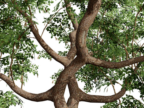 South African Senegalia Nigrescens 3D Model
