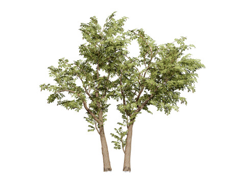 South African Senegalia Nigrescens 3D Model