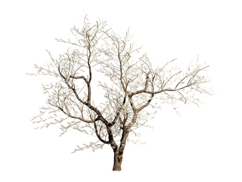 South African Senegalia Nigrescens 3D Model