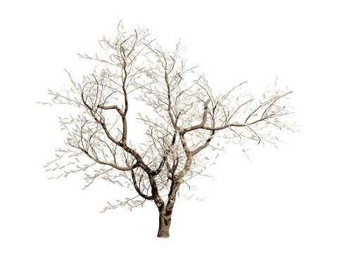 South African Senegalia Nigrescens 3D Model