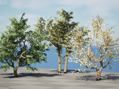 South African Senegalia Nigrescens 3D Model