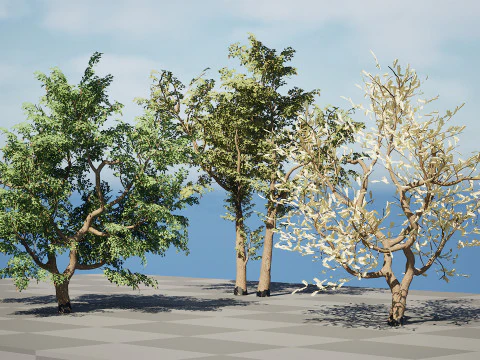 South African Senegalia Nigrescens 3D Model