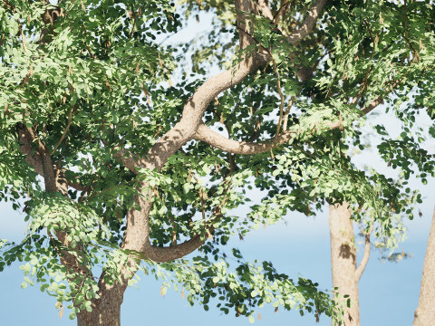 South African Senegalia Nigrescens 3D Model