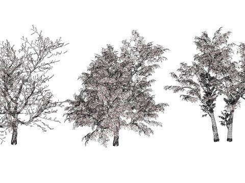 South African Senegalia Nigrescens 3D Model