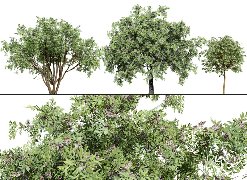 South African Camphor Bush 3D Model .c4d .max .obj .3ds .fbx .stl .blend