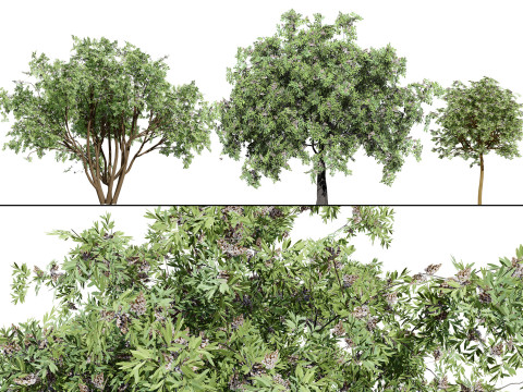 South African Camphor Bush Model 3D