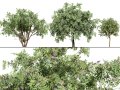 South African Camphor Bush 3D मॉडल
