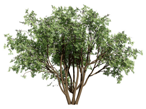 South African Camphor Bush 3D Model