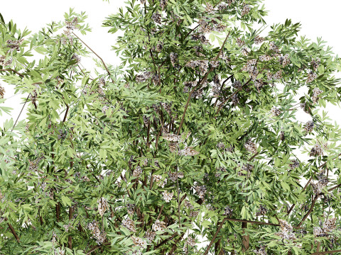 South African Camphor Bush 3D Model