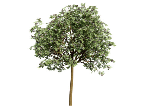South African Camphor Bush 3D Model