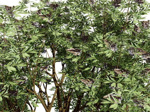 South African Camphor Bush 3D Model