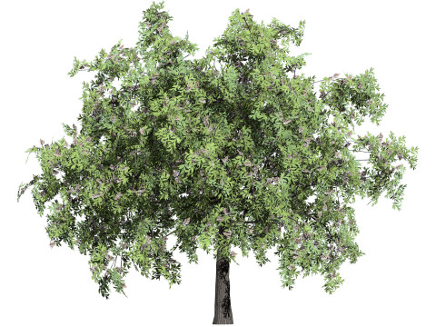 South African Camphor Bush 3D Model
