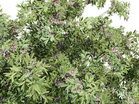 South African Camphor Bush 3D Model