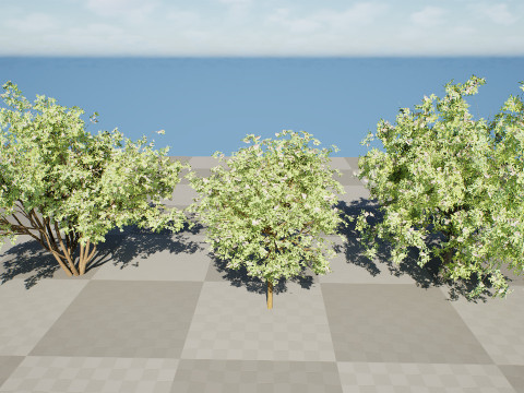 South African Camphor Bush 3D Model