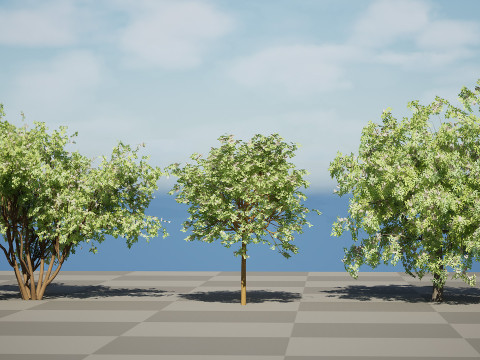 South African Camphor Bush 3D Model