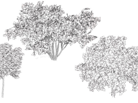 South African Camphor Bush 3D Model