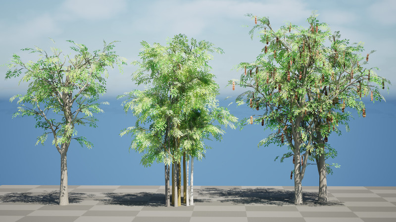 South African Acacia Brevispica Modelo 3D .c4d .max .obj .3ds .fbx .stl .blend