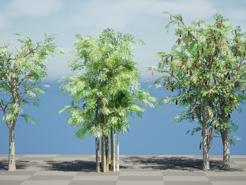 South African Acacia Brevispica 3D 模型