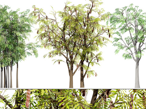 South African Acacia Brevispica Modelo 3D