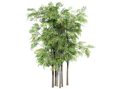 South African Acacia Brevispica Modelo 3D