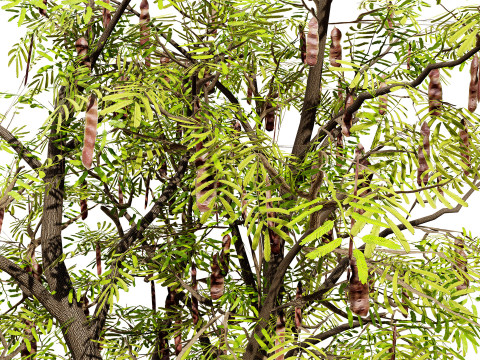 South African Acacia Brevispica Modelo 3D
