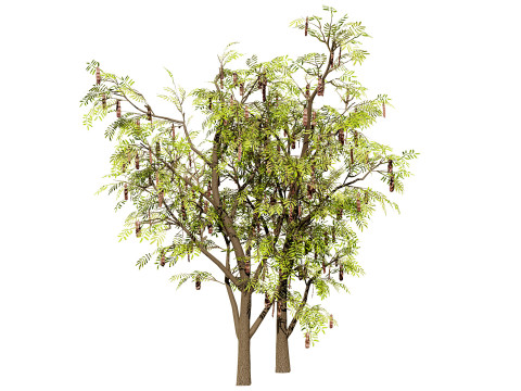 South African Acacia Brevispica Modelo 3D