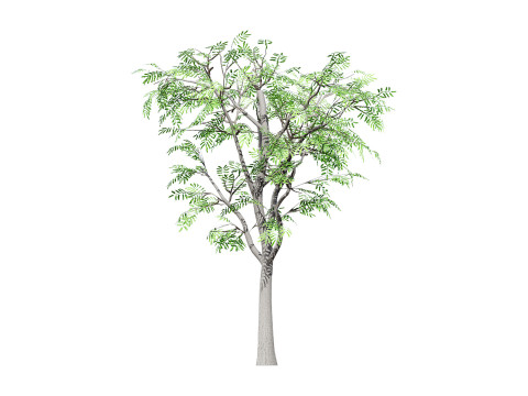 South African Acacia Brevispica Modelo 3D
