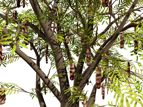 South African Acacia Brevispica Modelo 3D