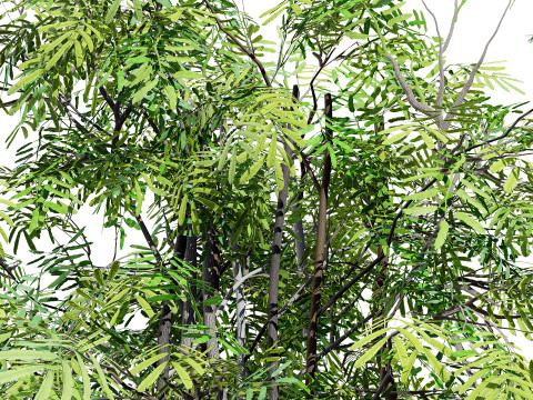 South African Acacia Brevispica Modelo 3D