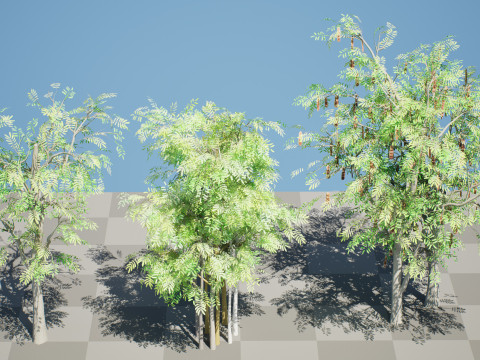 South African Acacia Brevispica Modelo 3D