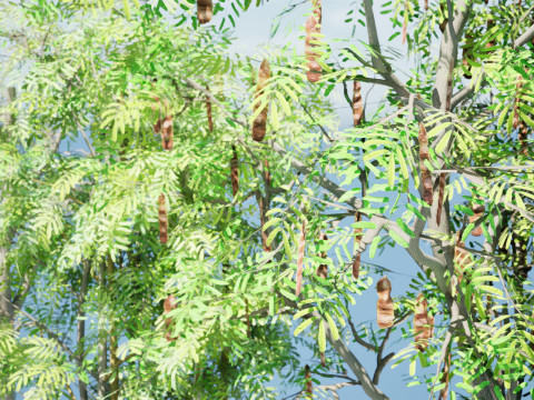 South African Acacia Brevispica Modelo 3D