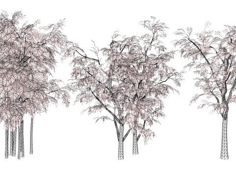 South African Acacia Brevispica Modelo 3D