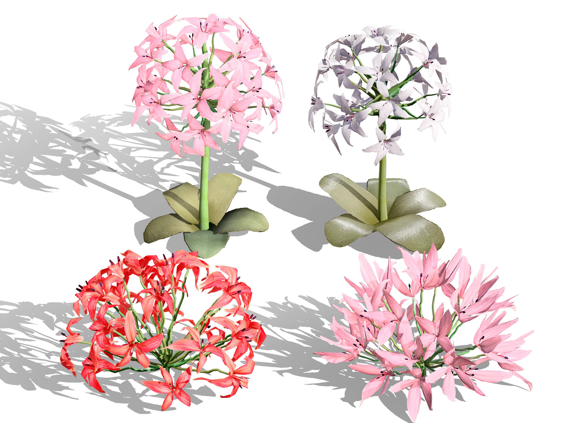 South African Candelabra Flower 3D Model .c4d .max .obj .3ds .fbx .stl .blend 