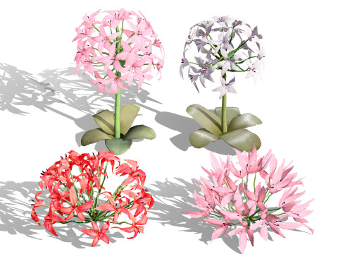 South African Candelabra Flower Model 3D