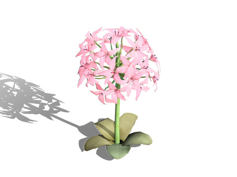 South African Candelabra Flower 3D 모델