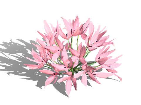 South African Candelabra Flower 3D 모델