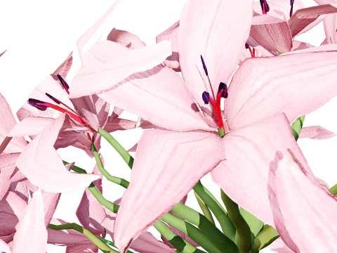 South African Candelabra Flower 3D Model