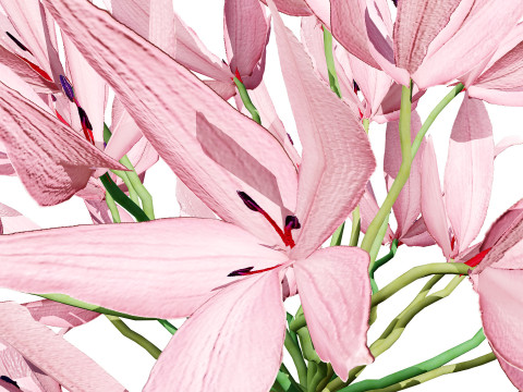 South African Candelabra Flower 3D 모델