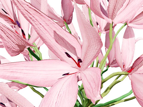 South African Candelabra Flower 3D Model
