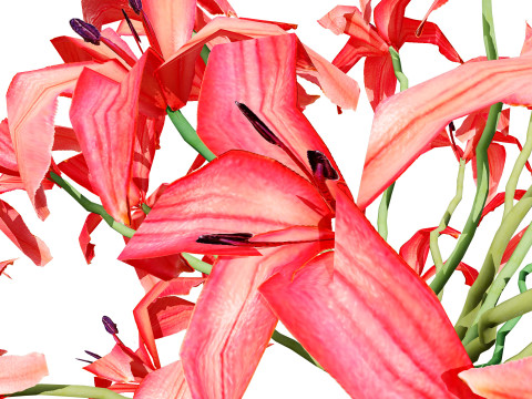 South African Candelabra Flower 3D 모델