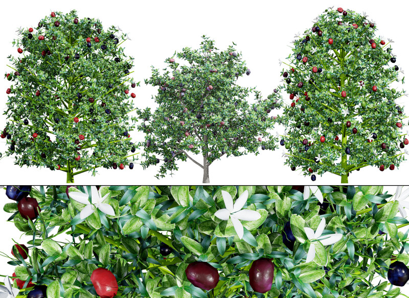 South African Natal Plum Modello 3D .c4d .max .obj .3ds .fbx .stl .blend