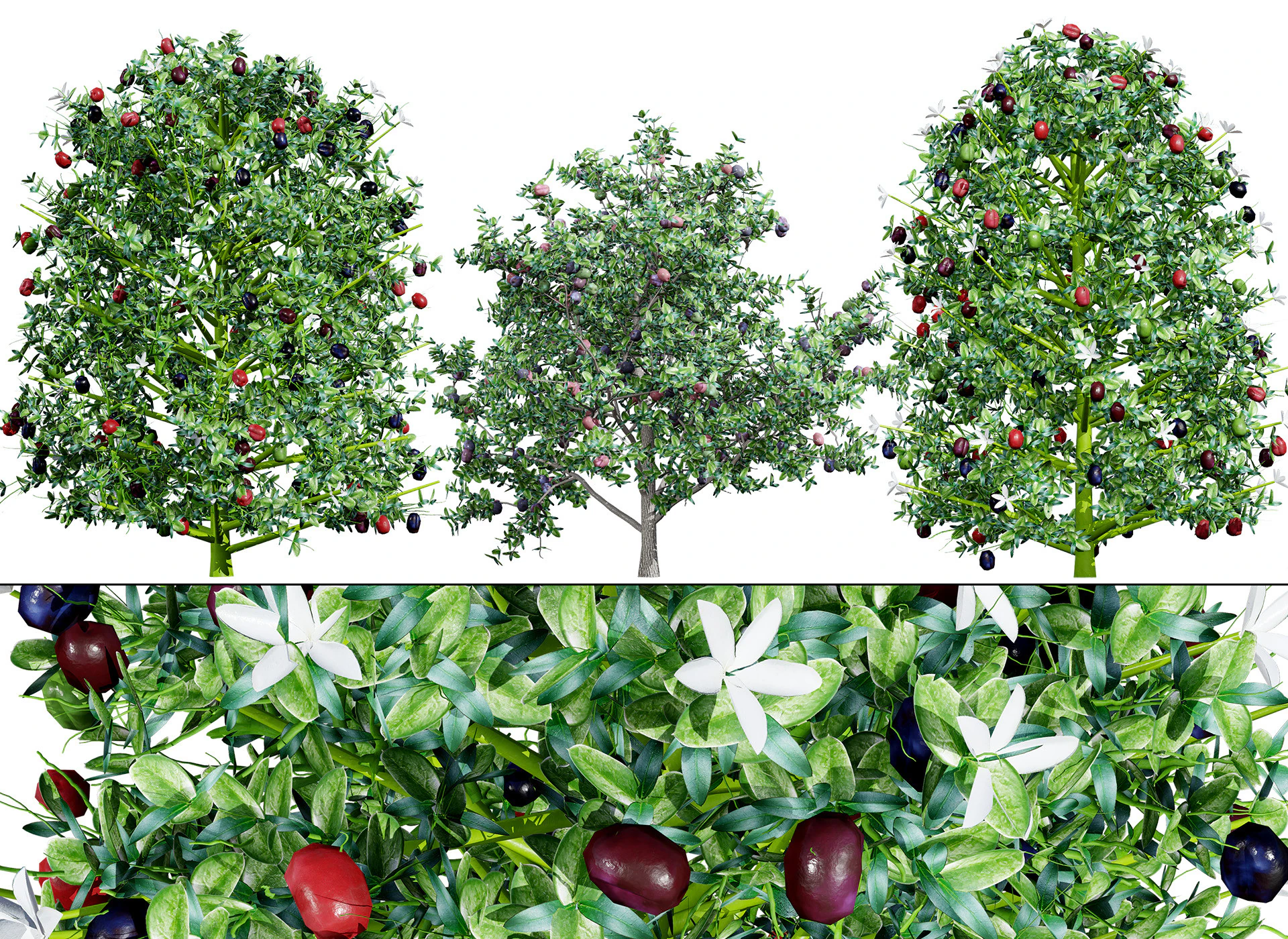 South African Natal Plum 3D Model .c4d .max .obj .3ds .fbx .stl .blend 