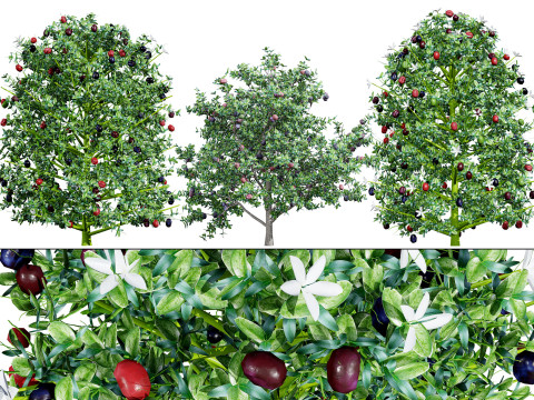 South African Natal Plum Modelo 3D