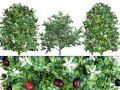 South African Natal Plum 3D मॉडल