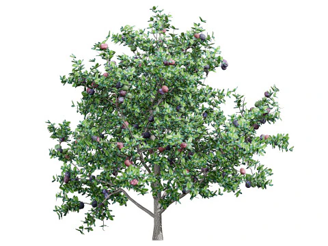 South African Natal Plum 3D Model