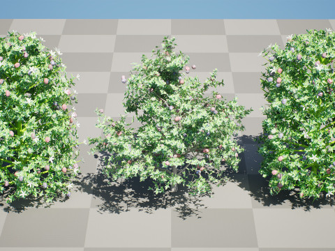 South African Natal Plum Modello 3D