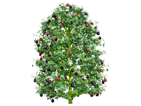 South African Natal Plum Modello 3D