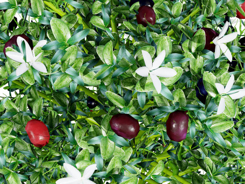 South African Natal Plum Modello 3D